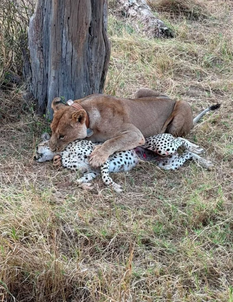 safari 1 giorno