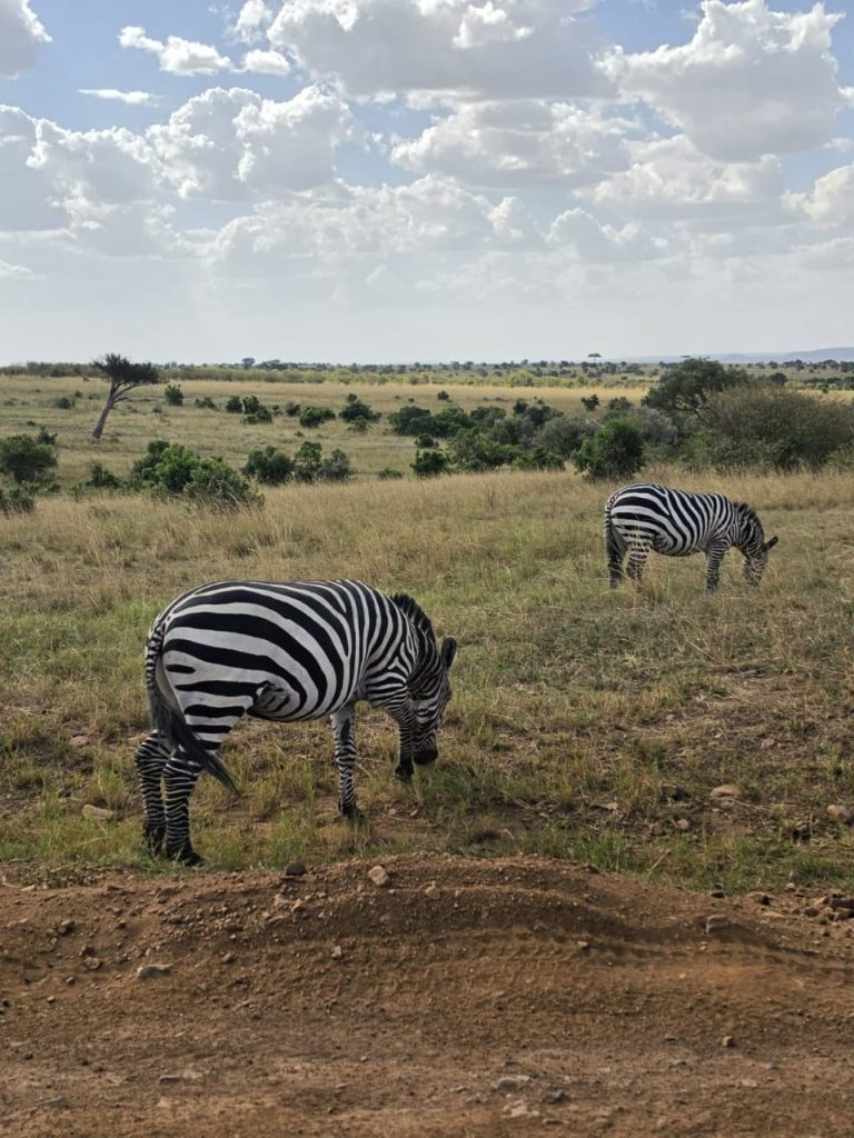 safari 2 giorni tsavo est