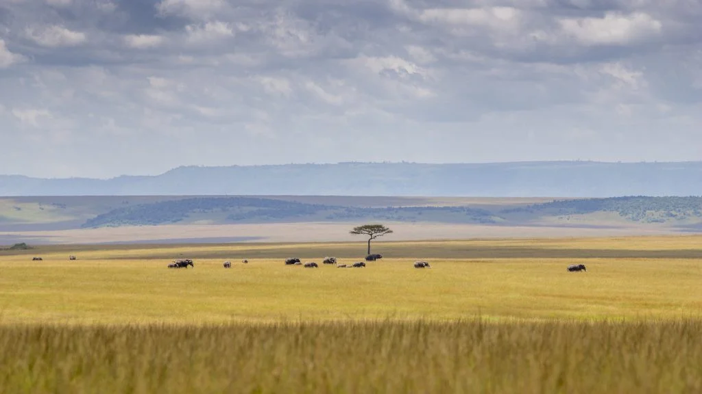 kenya safari africana